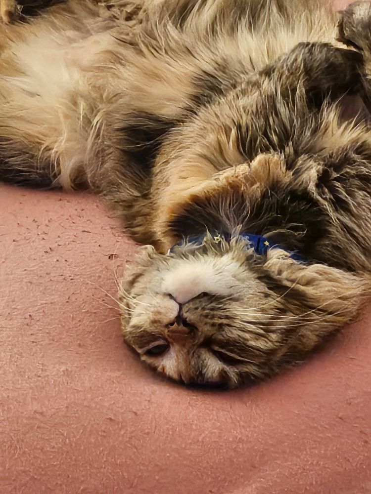 The littlest cat having a small sleeb