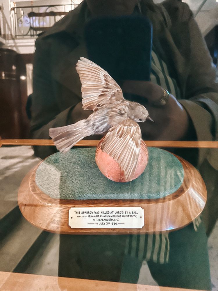 a bird killed by a cricket ball at Lord’s in 1936