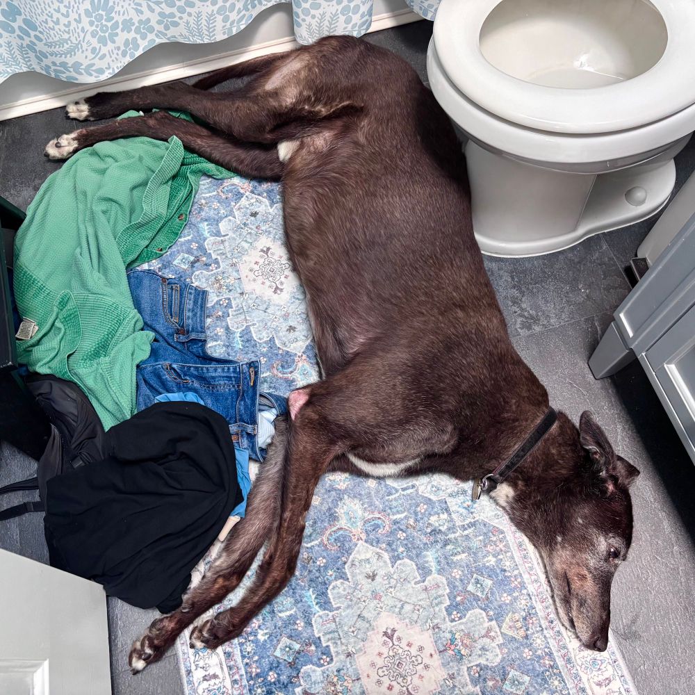 Panther the old greyhound slept in the little bathroom last night. He is sprawled out, with his back against the toilet! Peeing logistics for me are tricky…