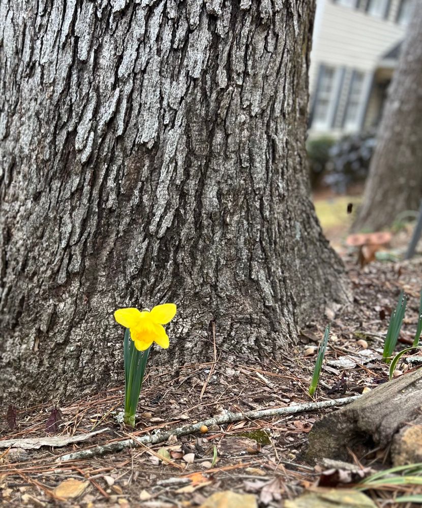 One yellow daffodil in front of a big tree.
