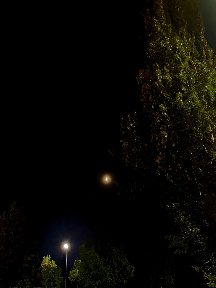 the moon, again. this time glowing warmly beside a tree with a street lamp in the foreground 