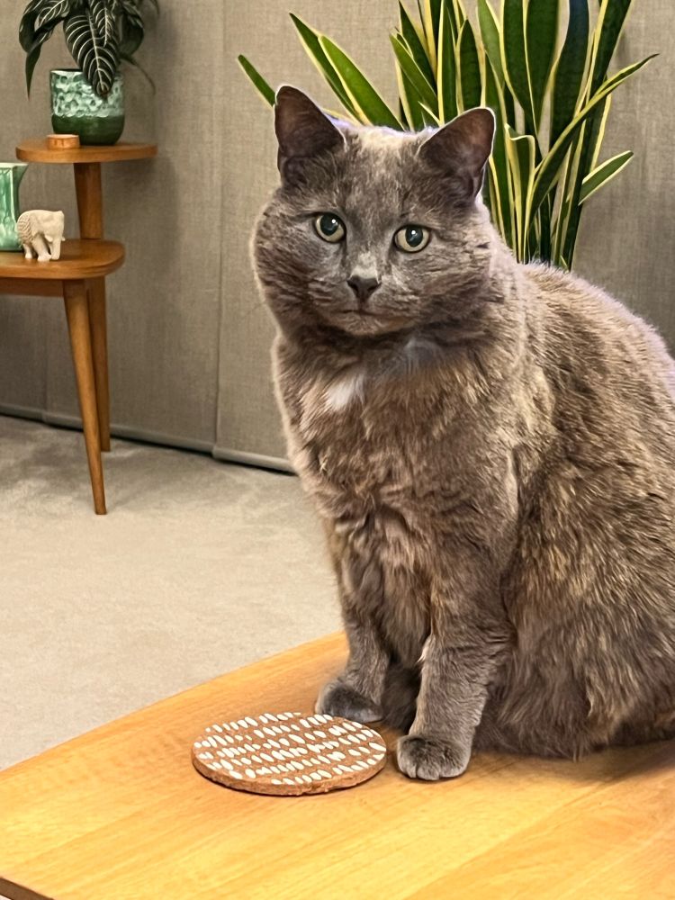 Russian blue cat sitting nicely and looking cute. 