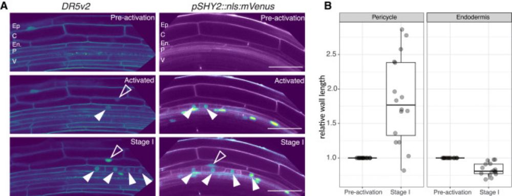 Auxin-mediated stress relaxation in pericycle and endoderm remodeling drives lateral root initiation