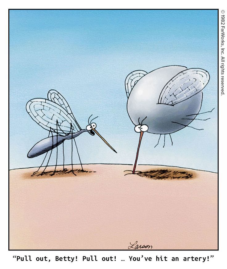 A single cell comic by Gary Larson of two mosquitos, one mid-bite, inflated, with the text “Pull out, Betty! Pull out! … You’ve hit an artery!”