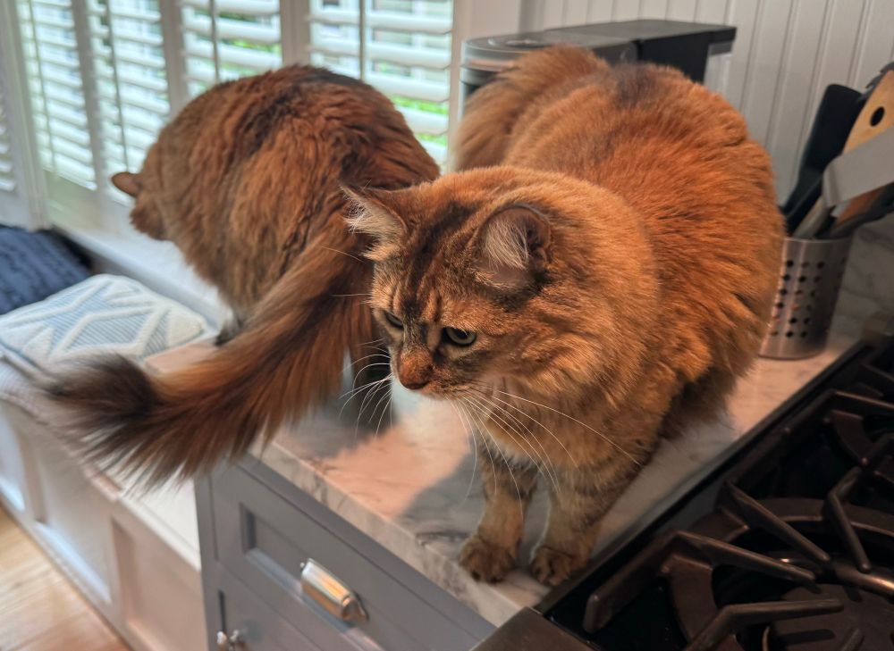 Zoe and Bella “helping” in the kitchen. 