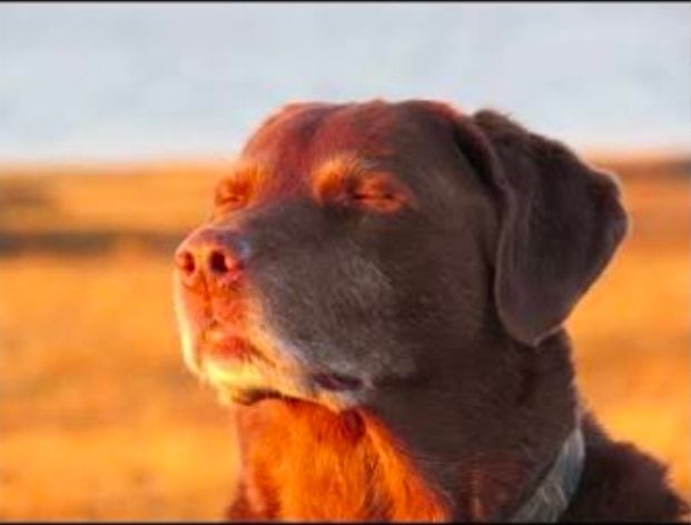 A chocolate labrador with its eyes closed, looking like it is taking a deep breath and trying to stay calm 