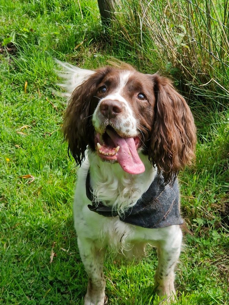 A liver and white springer spaniel wearing a bandana, standing in a field of green grass. His mouth is open and his tongue is flopped out to one side. His tail can be seen wagging behind him. 