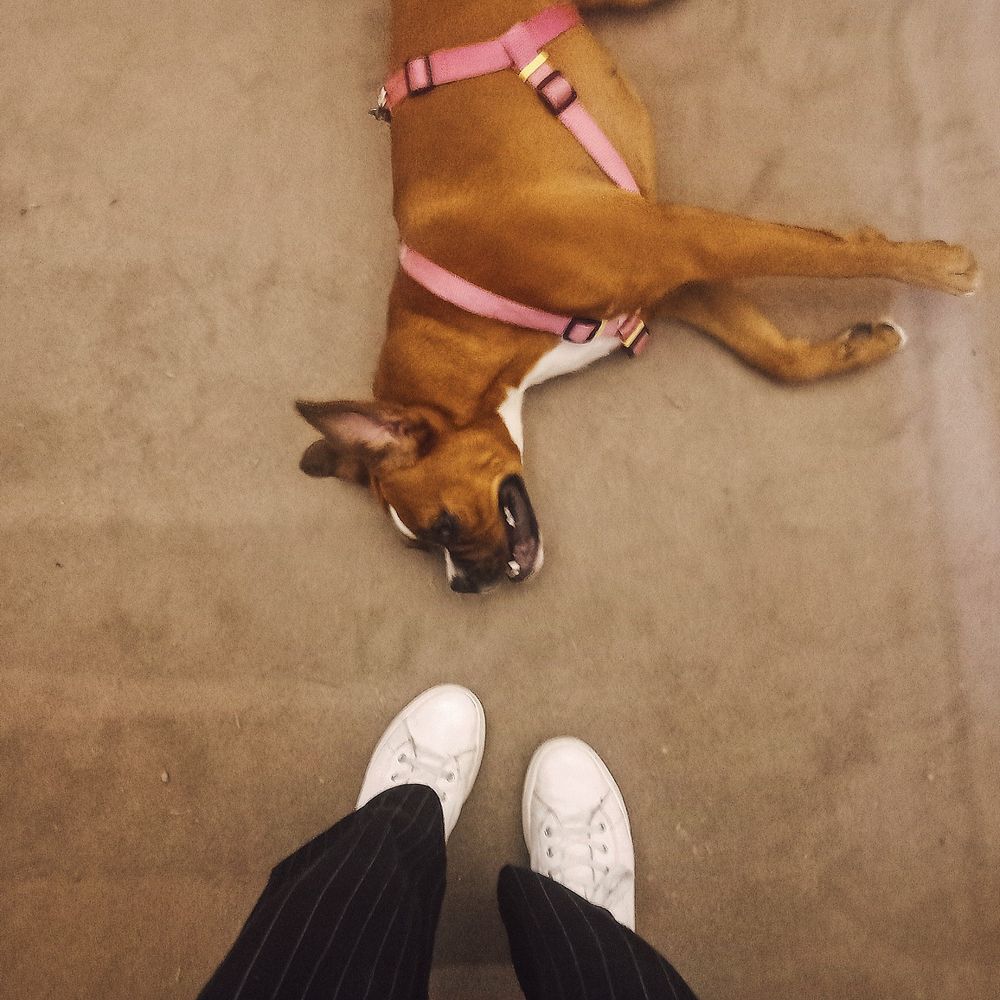A topdown photo of a boxer dog lying on the ground with a pink harness next to a pair of legs wearing black striped trousers and white sneakers.