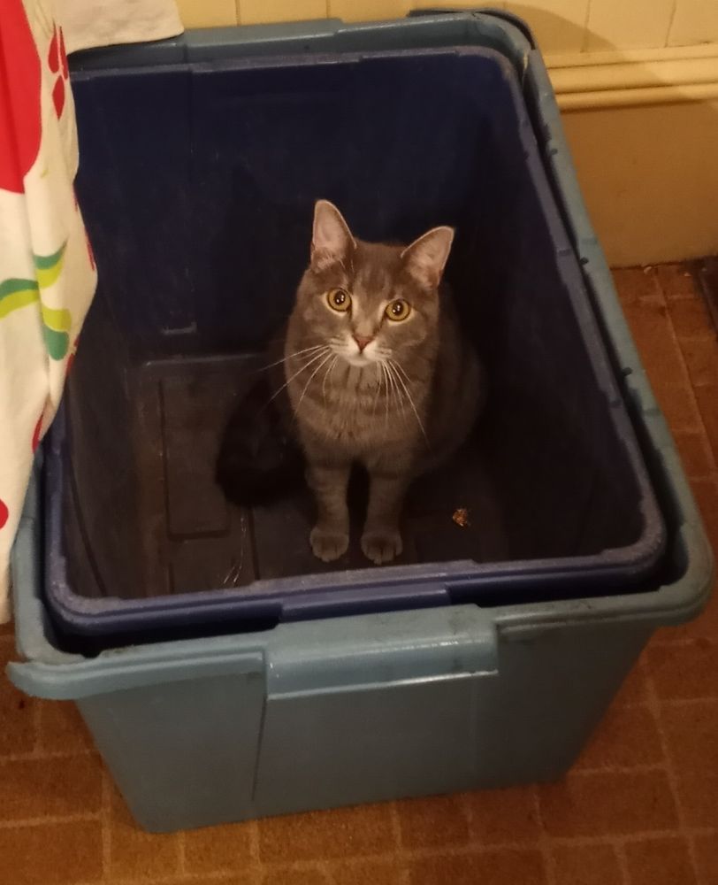 Sassafras, a gray tabby, gazes imploringly at the camera from inside a recycling bin.