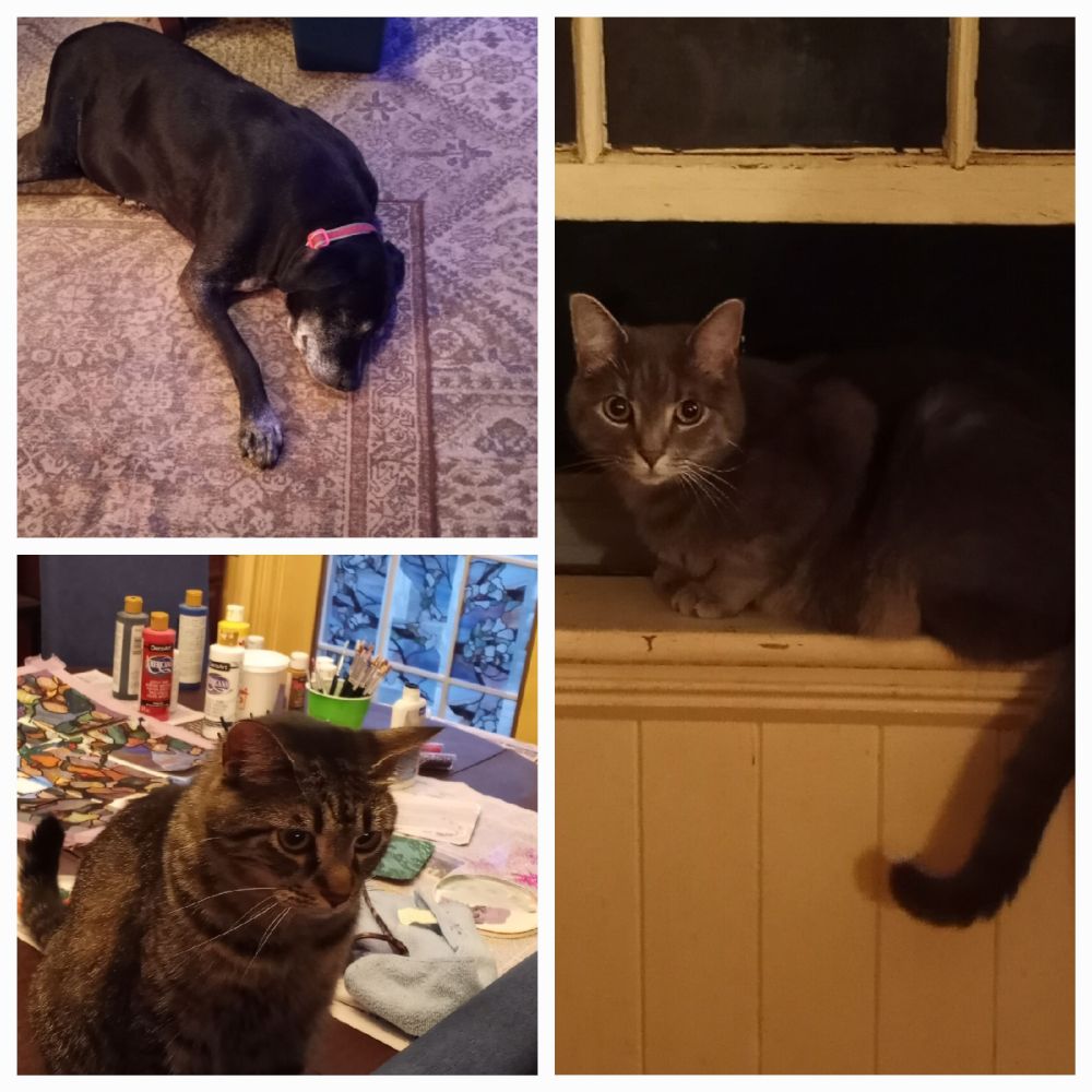 A photo collage of Harold, a black lab mix, sleeping in the top left corner. Below, Ginseng, a mackerel tabby, focusing on the treat spot, off camera 
On the right, Sassafras, a gray tabby, poses charmingly in an open window.