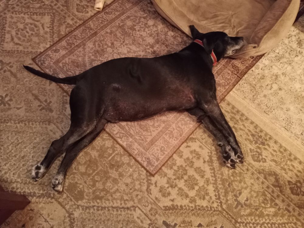 Harold, a black lab mix, sleeps on his neutral Persian-inspired rugs. He is stretched out like a flying reindeer with his front paws delicately crossed.
