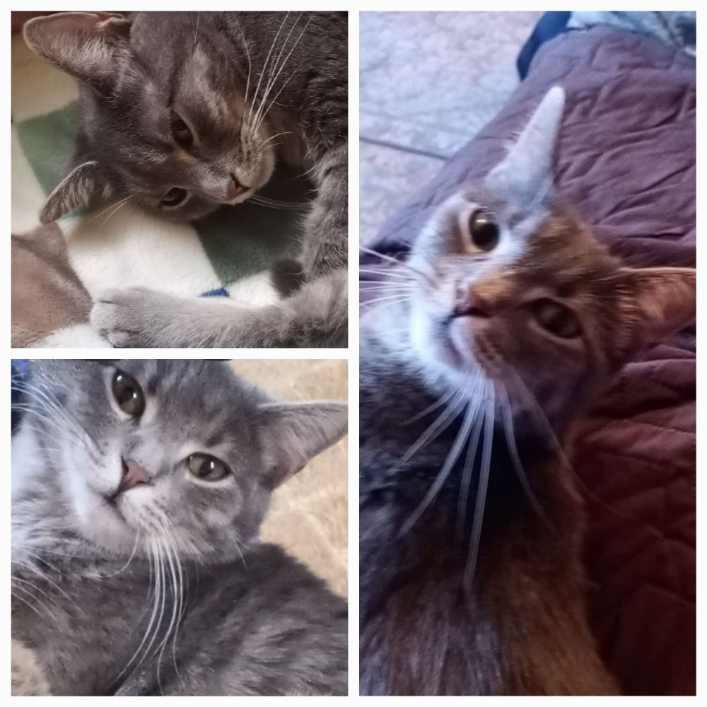 A three photo collage of Sassafras, a gray tabby. They are close ups of her face, two looking coyly over her shoulder and one of her gazing lovingly at her own foot.