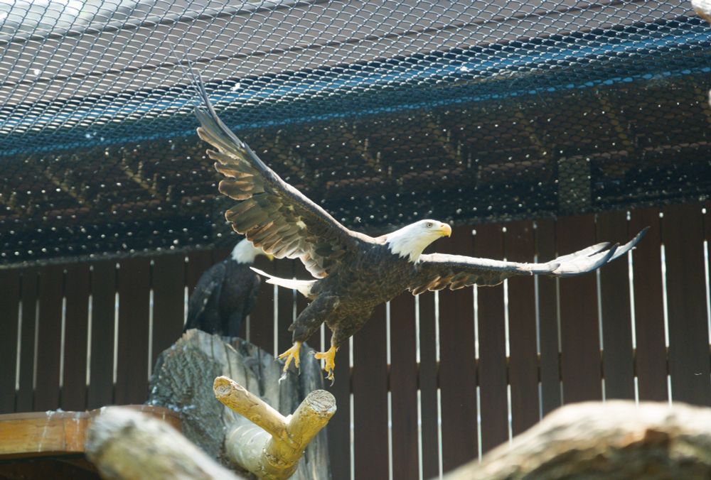 Eagle