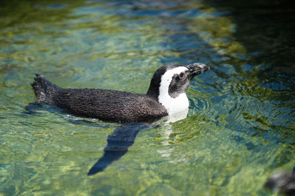 Penguin