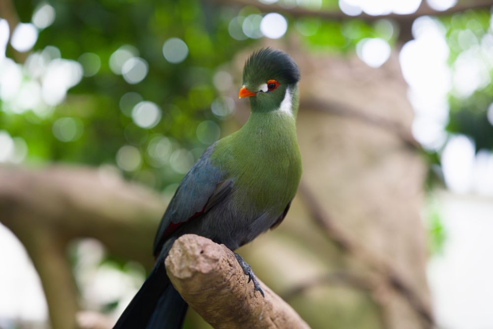Bird