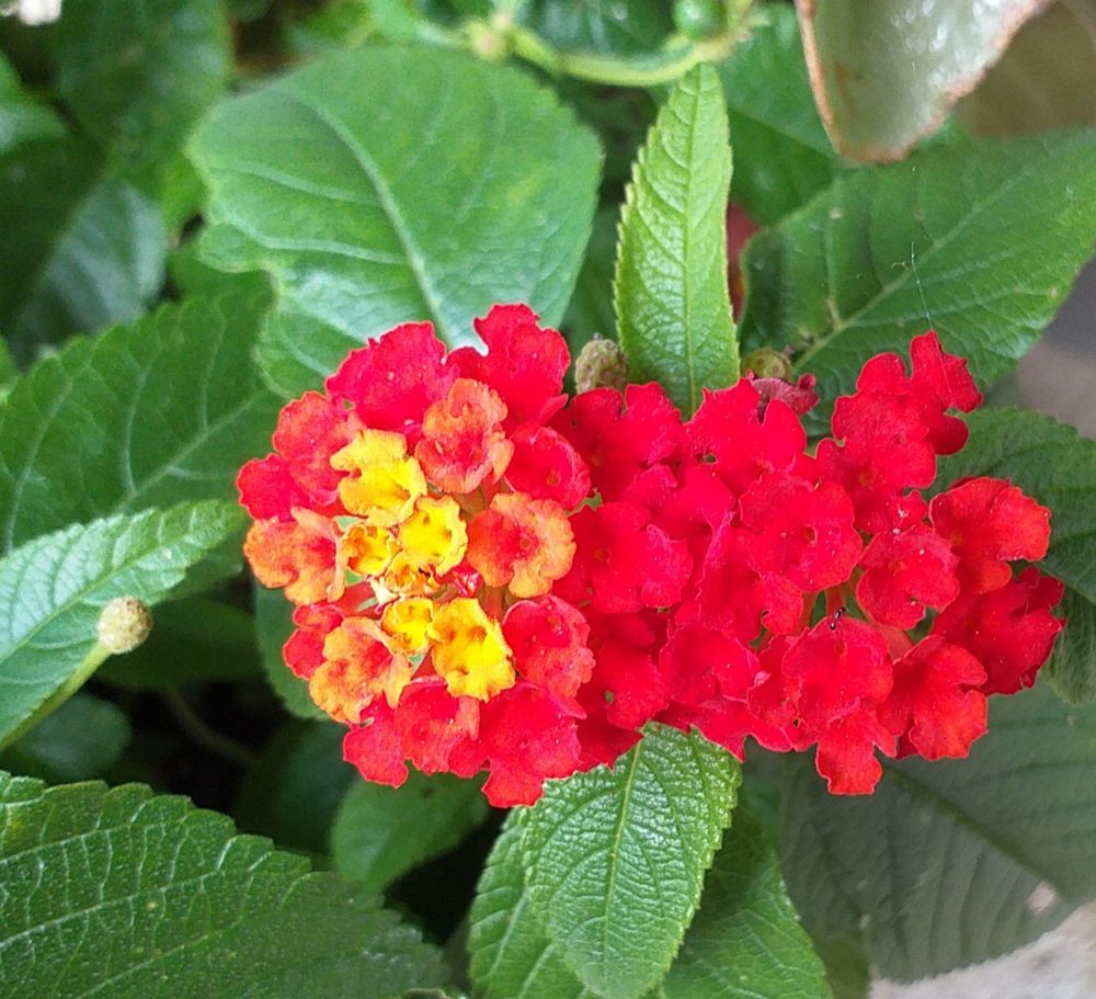 Petites fleurs de lantana d'un rouge intense lumineux et quelques-unes jaunes (septembre 2025, Sud-Ouest).