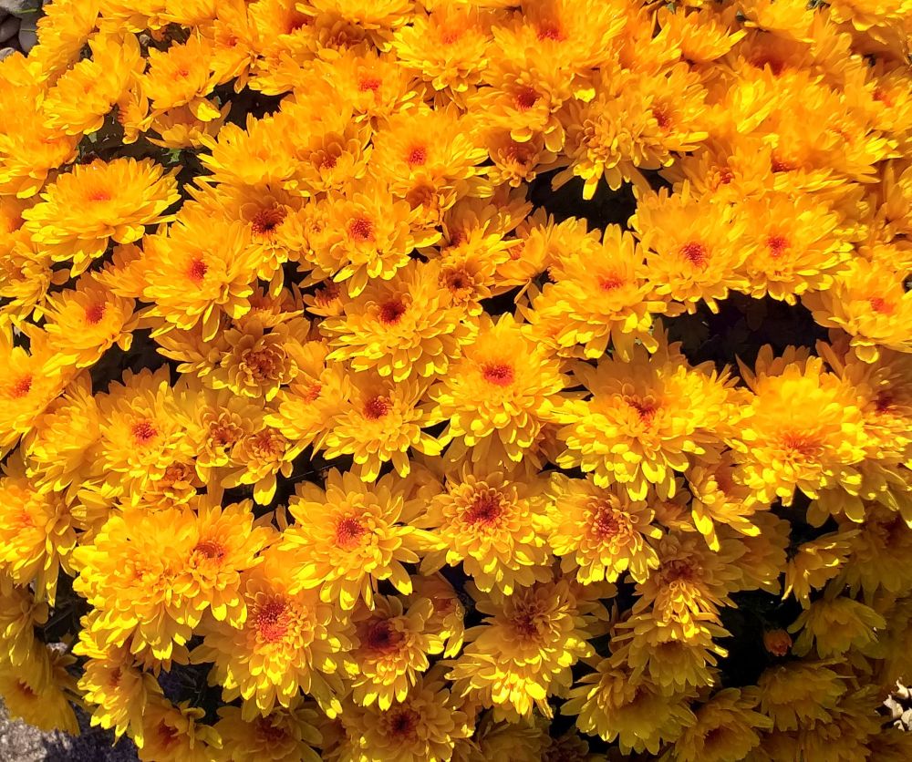 Fleurs de chrysanthème d'un jaune-orangé doré, fidèles à leur étymologie car le nom "chrysanthème" vient du grec "khrusos" (or) et "anthemon"(fleur).
Novembre 2025, en Gironde.