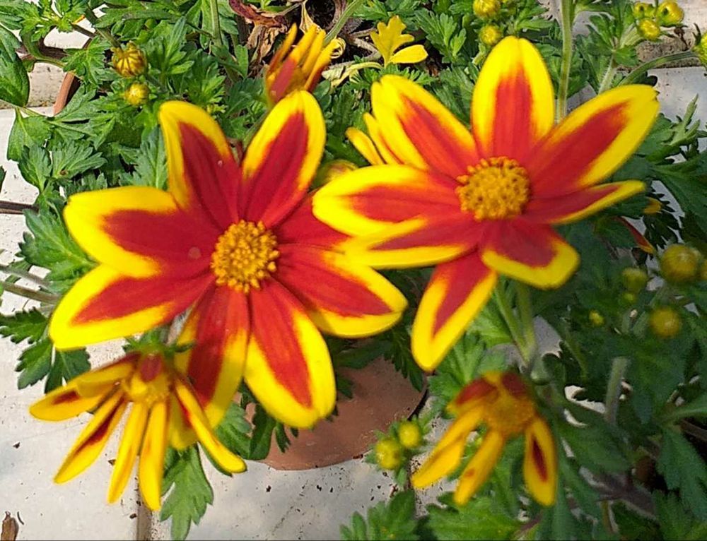 Bident (variété d'aster) aux pétales d'un rouge-orangé vif, bordés de jaune lumineux (printemps 2025, Sud-Ouest).
