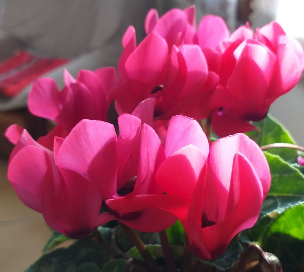 Petits cyclamens rose fuchsia (novembre 2025, Sud-Ouest).