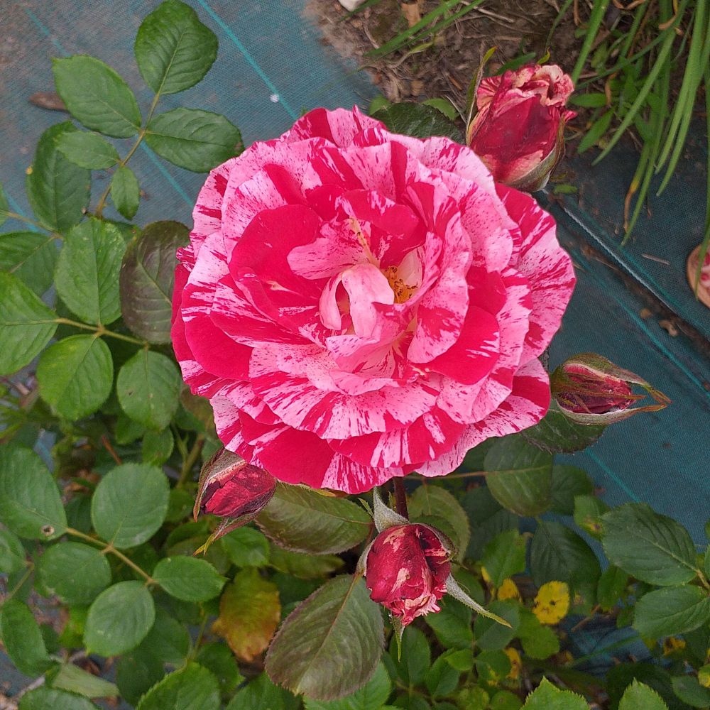 Rose éclose et boutons de rose, Sud-Ouest, juin 2025.