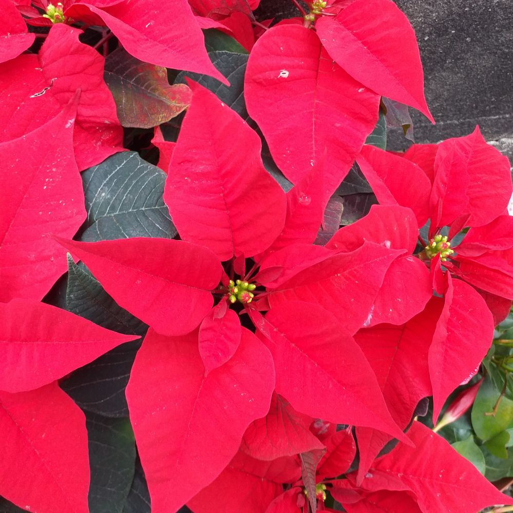 Fleurs de poinsettia d'un rouge écarlate (novembre 2025, Sud-Ouest).