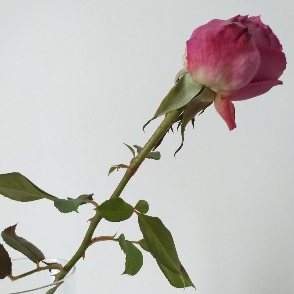 Rose d'automne, de couleur rose, qui commence à s'altérer...
Novembre 2025, dans le Sud-Ouest.