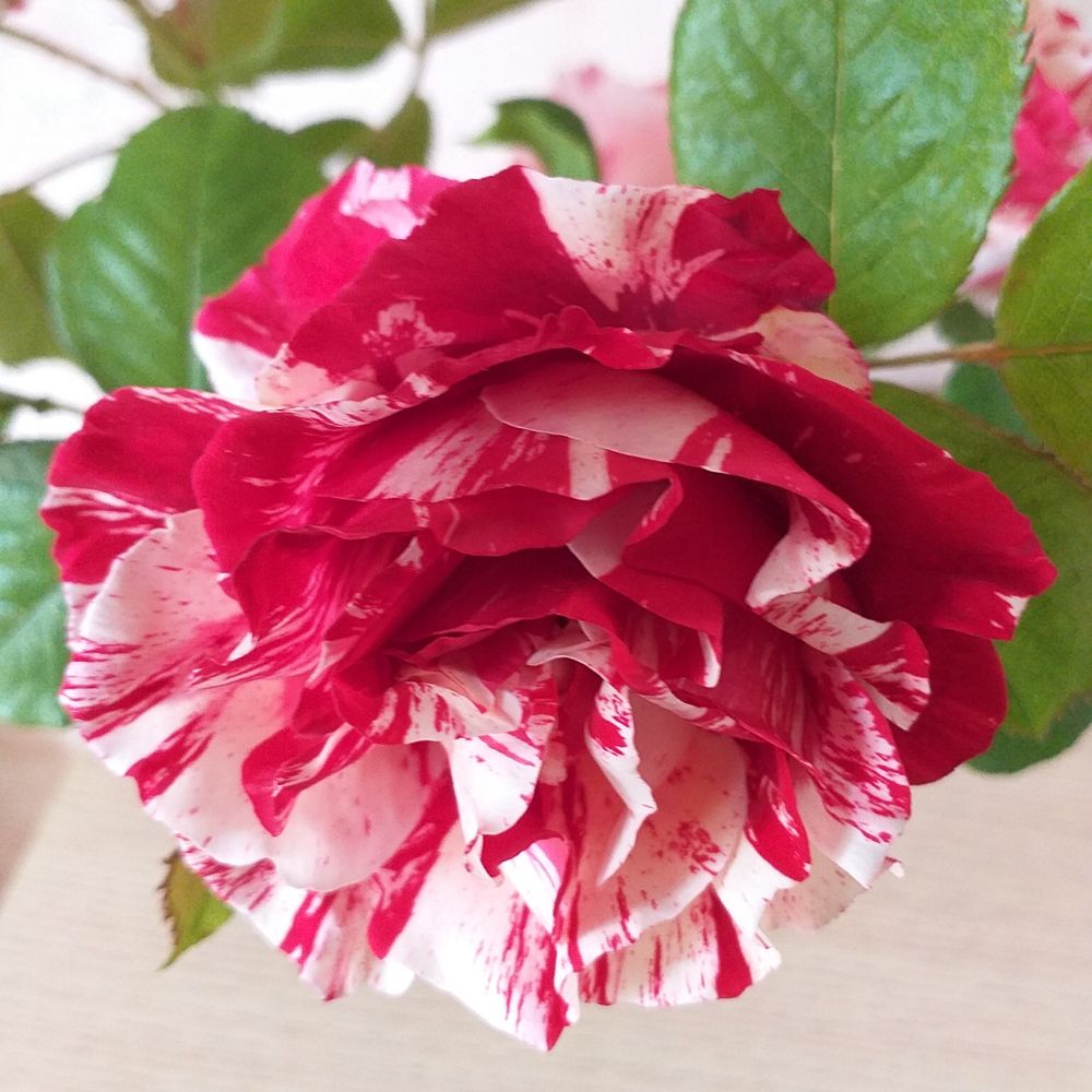 Rose striée de rose et de blanc, dans le jardin de ma maman 🤍, mai 2025.