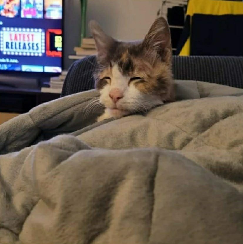 A cat squinting as it pops its head out from a heated blanket, seemingly waking up from a very good nap and still quite sleepy