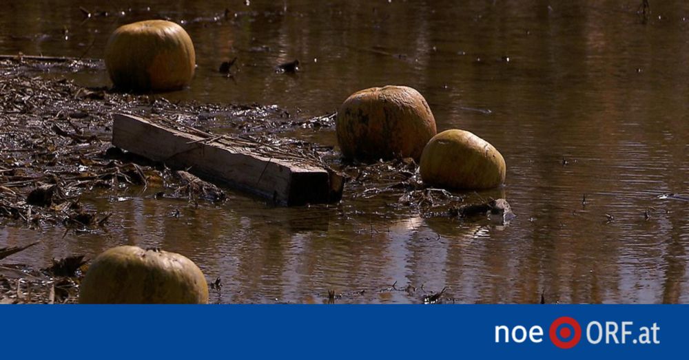 Landwirte kämpfen mit Millionenschäden