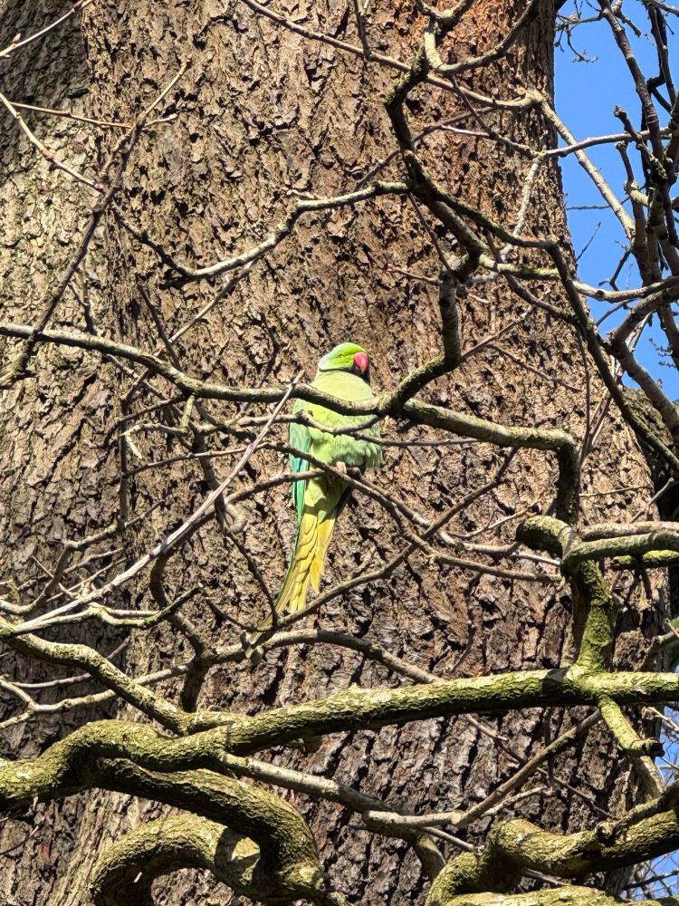 A green and gold parrot