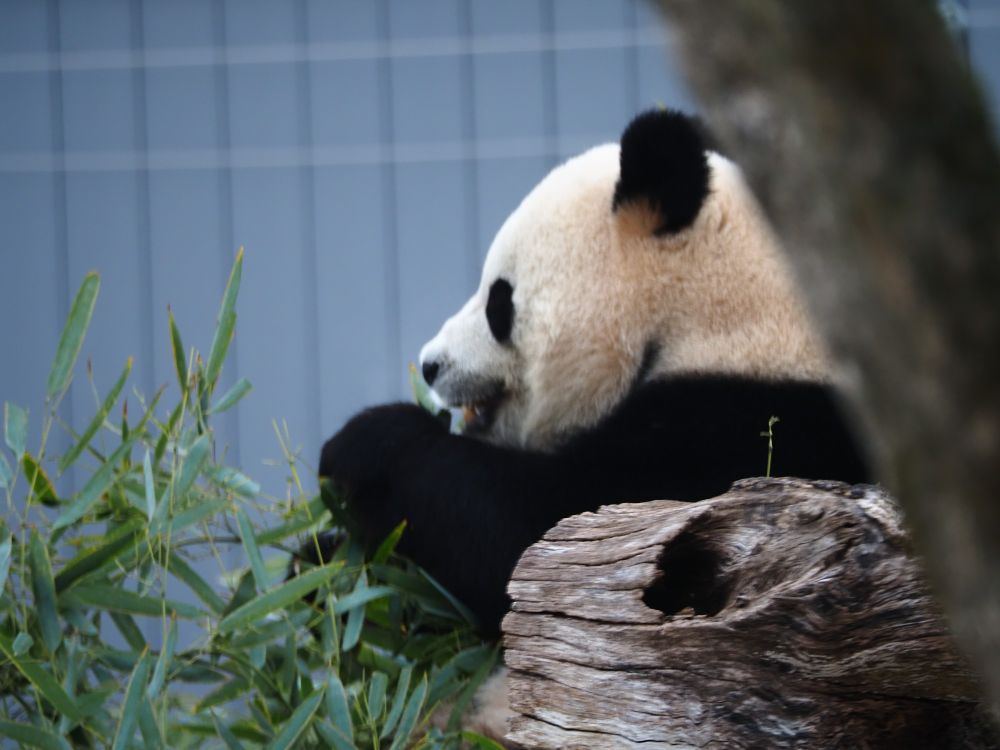 Giant panda seen in profile eating bamboo partially obscured by a tree stump