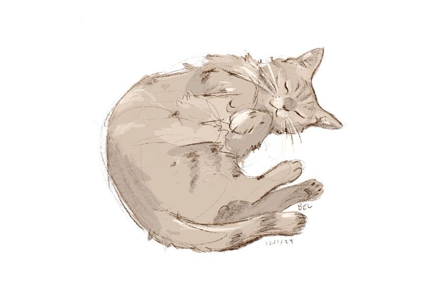 Sketchy drawing of a cat, curled up and sleeping peacefully
