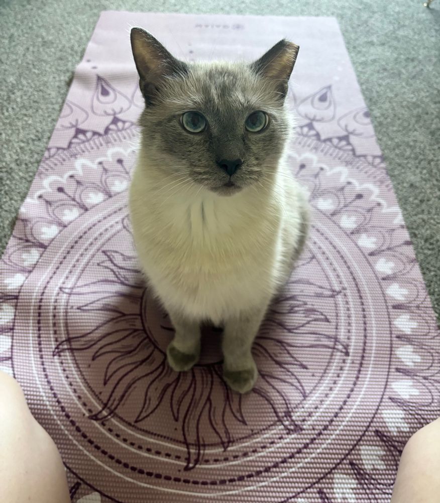 A Siamese cat sits on a yoga mat, staring at the camera 