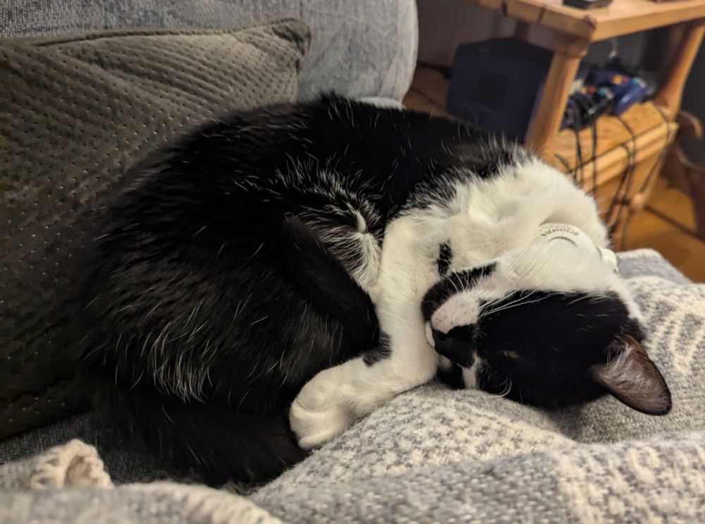 A photograph of a black and white cat curled up in blankets on a sofa. In the background there is a GameCube, but that's not relevant.
