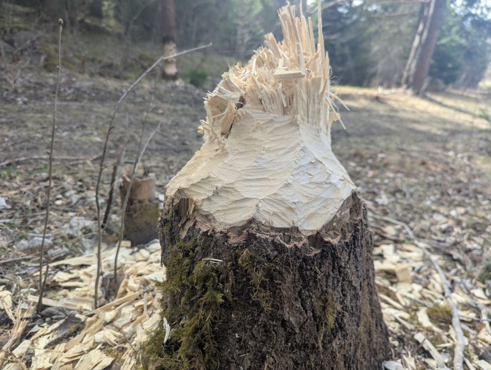 The stump of a large tree that appears to have been felled by beavers.