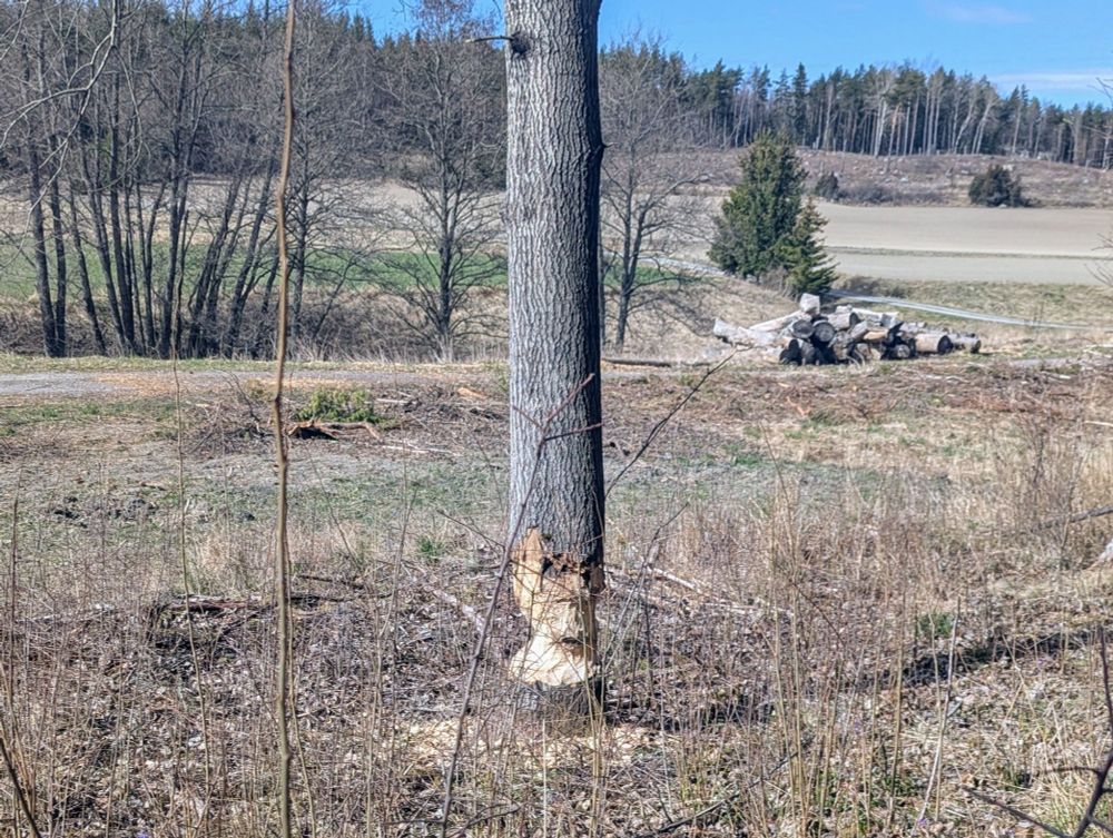 A large tree, the bottom of which has been chewed on by beavers and is worryingly thin.