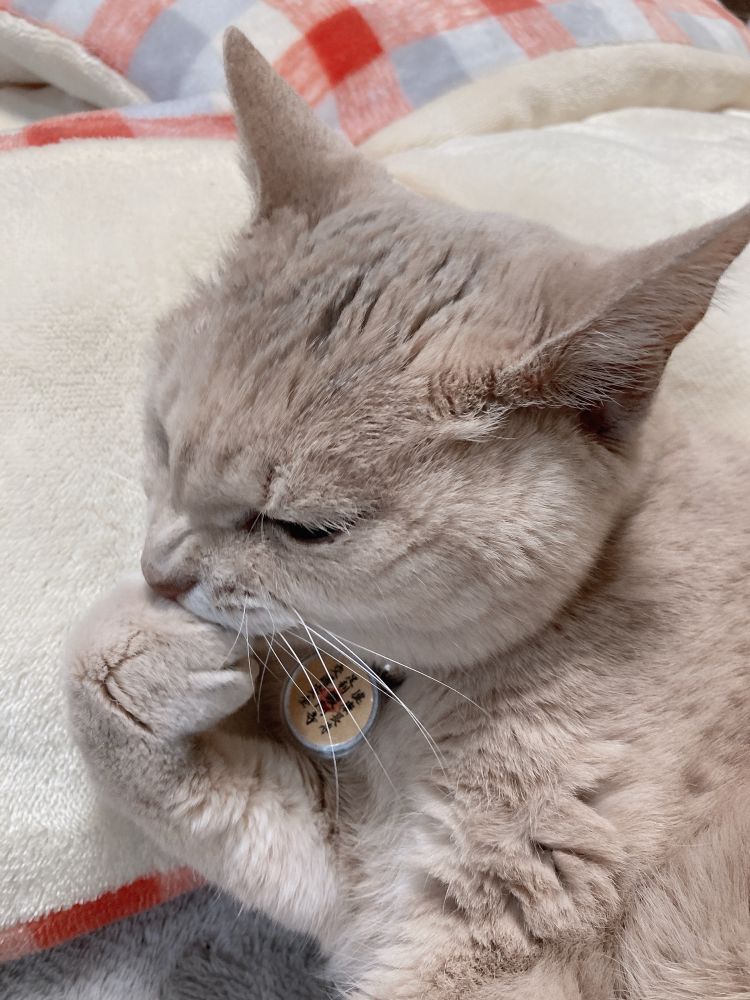 右前足を舐めているおばあちゃん猫の写真