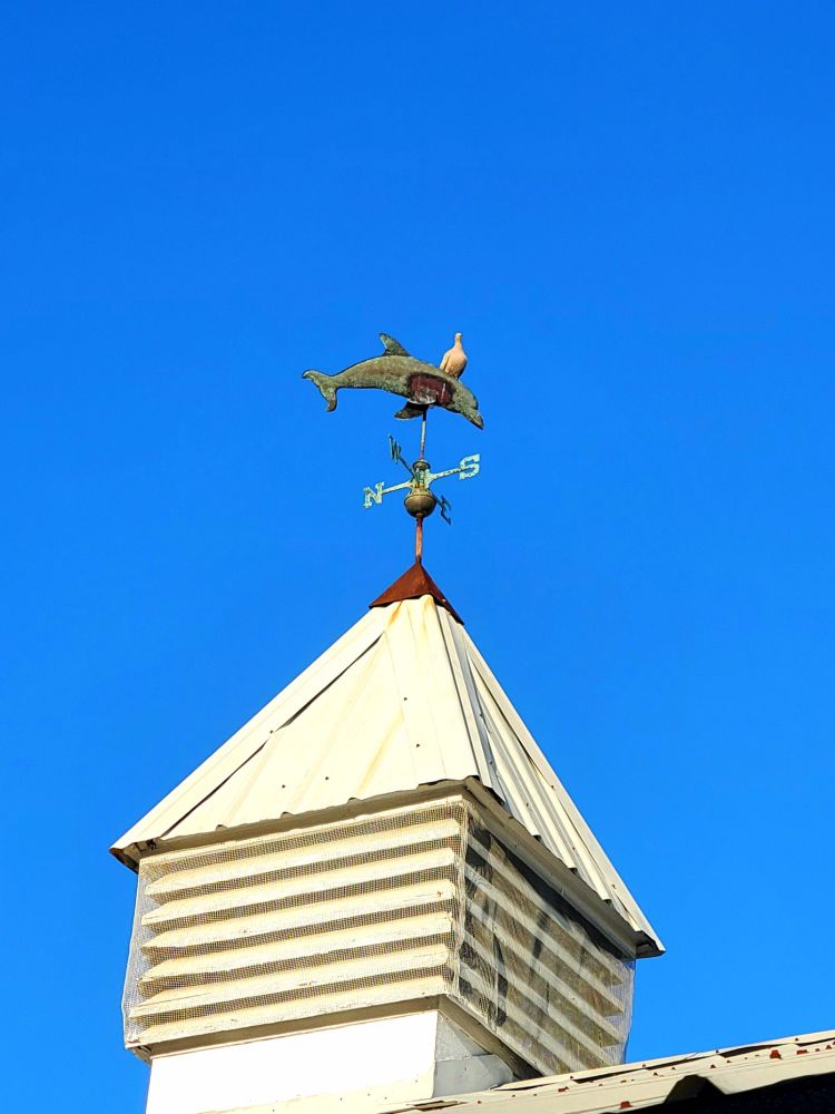 A dove on a weather vane