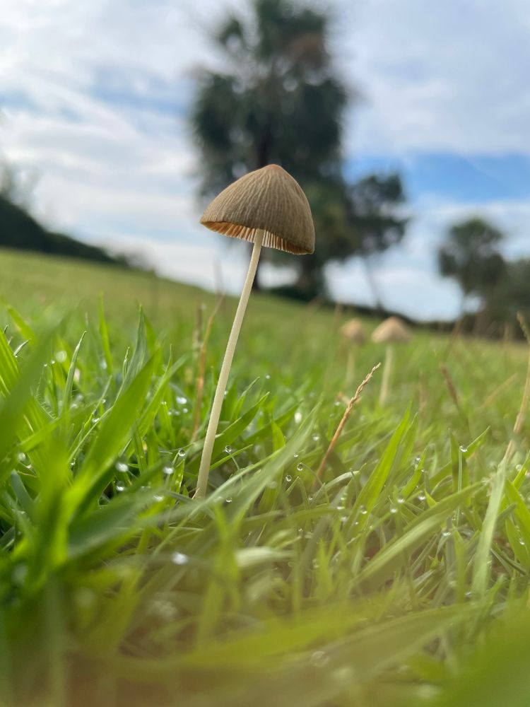 A tiny mushroom growing on the lawn.