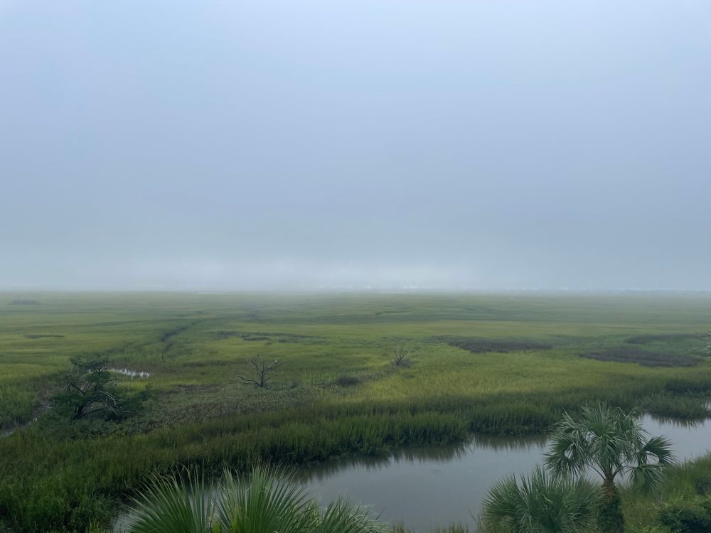 The marsh and fog.