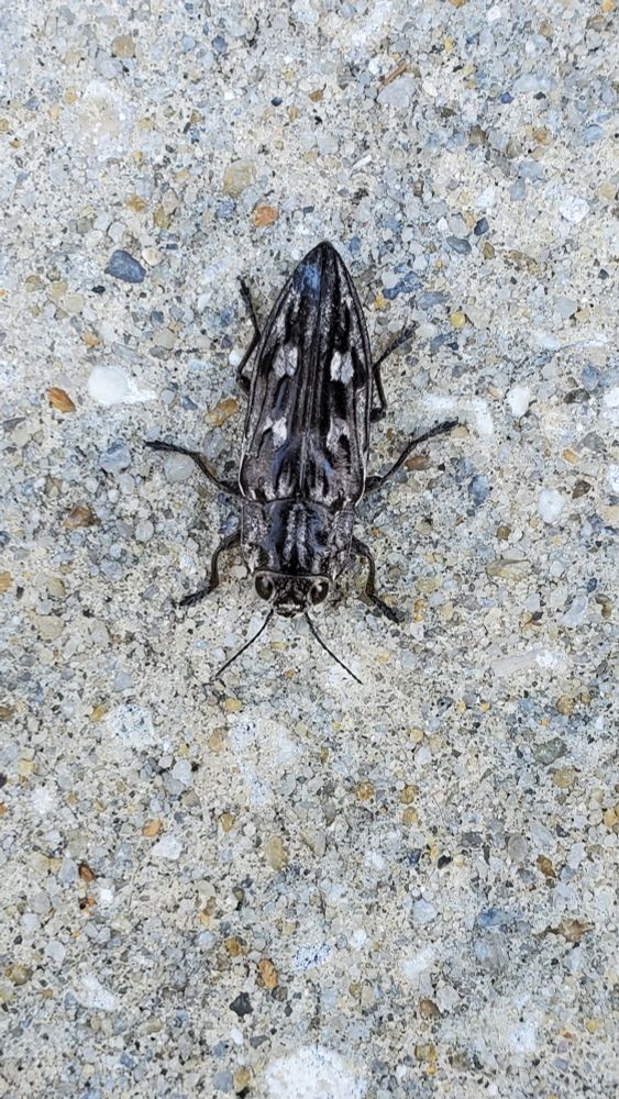An insect 