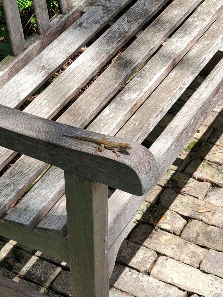 Lizard on the arm of a bench.