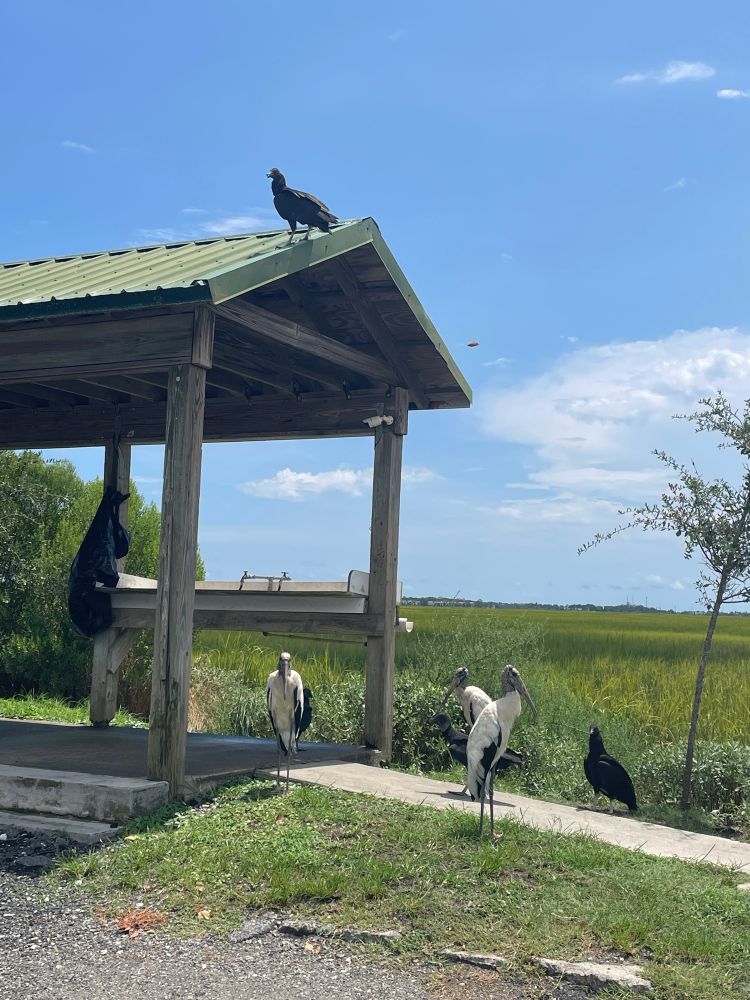 Several storks and vultures hanging out.
