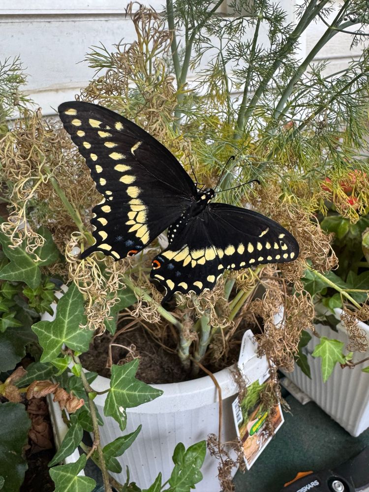 Large butterfly with wings fully spread. Butterfly is black with yellow and orange markings.