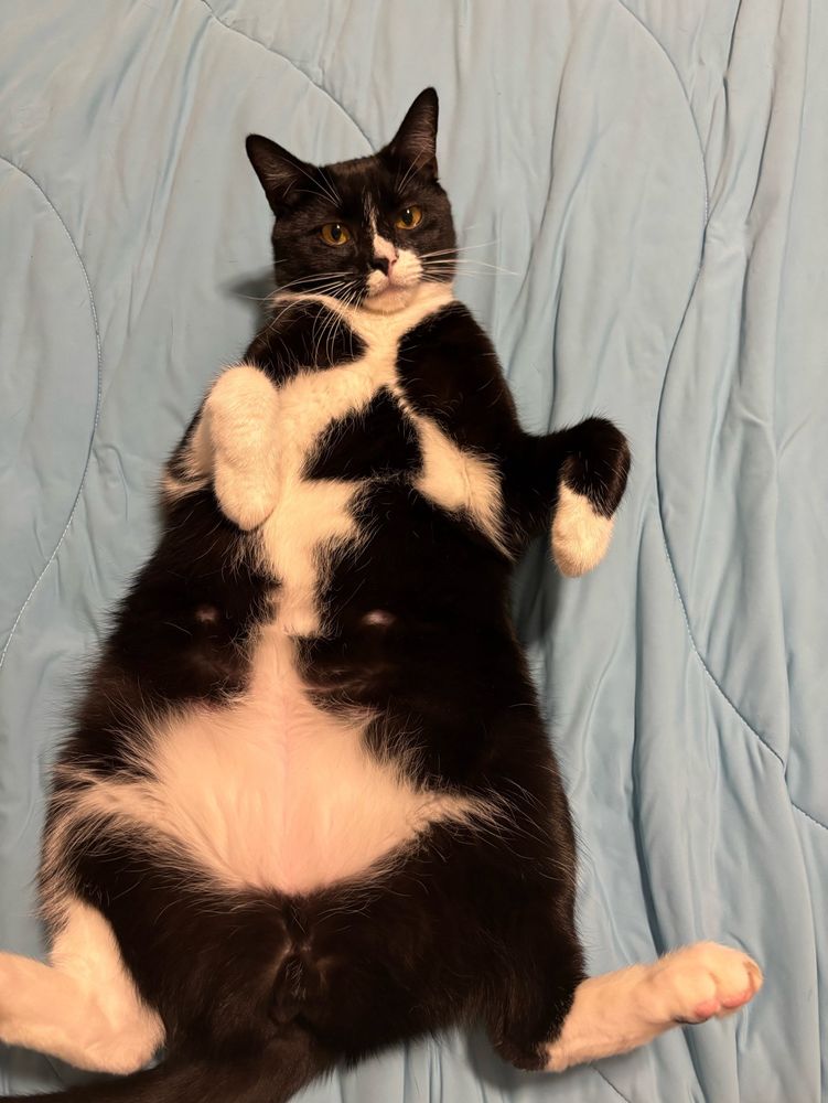 A large black and white tuxedo cat, lying on his back and exposing his belly. Daring you to rub it so he can rip your hand to shreds. 