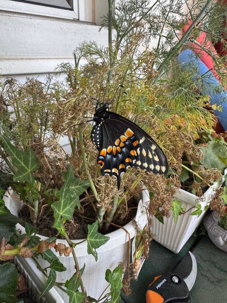 Side view of a large black butterfly with orange, blue, and yellow markings.