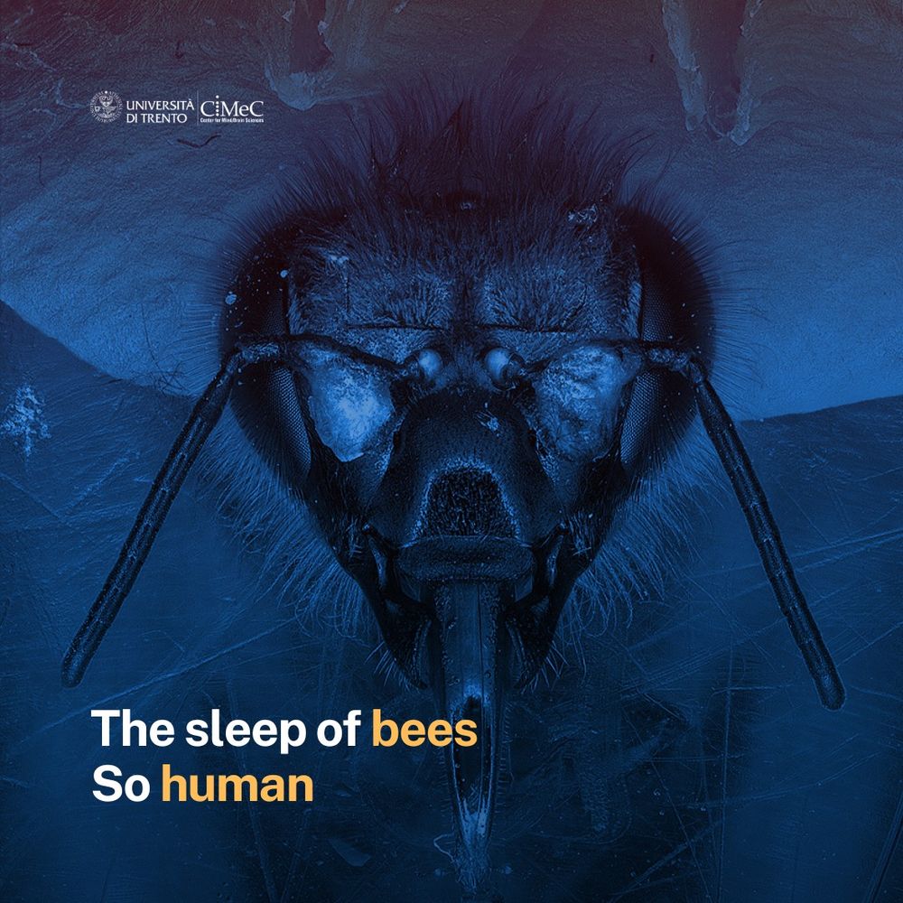 The sleep of bees. So human