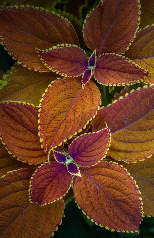 Coleus plant 
