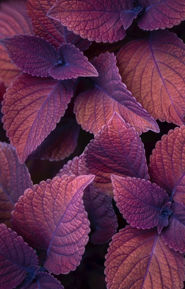 Rusty coleus 
