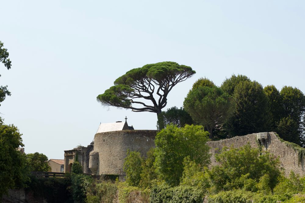 Arbre sur le château de Clisson